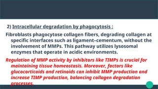 2) Intracellular degradation by phagocytosis :
Fibroblasts phagocytose collagen fibers, degrading collagen at
specific interfaces such as ligament–cementum, without the
involvement of MMPs. This pathway utilizes lysosomal
enzymes that operate in acidic environments.
Regulation of MMP activity by inhibitors like TIMPs is crucial for
maintaining tissue homeostasis. Moreover, factors like
glucocorticoids and retinoids can inhibit MMP production and
increase TIMP production, balancing collagen degradation
processes.
 