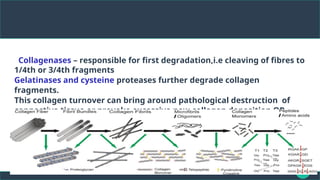 eCollagenases – responsible for first degradation,i.e cleaving of fibres to
1/4th or 3/4th fragments
Gelatinases and cysteine proteases further degrade collagen
fragments.
This collagen turnover can bring around pathological destruction of
connective tissue or provoke excessive new collagen deposition OR
fibrosis.
struction of connective tissue or provoke excessive new collagen deposition and
fibrosis,
 