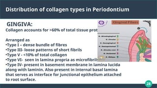 28
Distribution of collagen types in Periodontium
GINGIVA:
Collagen accounts for >60% of total tissue protein.
Arranged as
•Type I – dense bundle of fibres
•Type III- loose patterns of short fibrils
•Type V - <10% of total collagen
•Type VI- seen in lamina propria as microfibrils
•Type IV- present in basement membrane in lamina lucida
along with laminin. Also present in internal basal lamina
that serves as interface for junctional epithelium attached
to root surface.
 