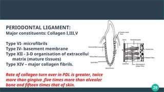 29
PERIODONTAL LIGAMENT:
Major constituents: Collagen I,III,V
Type VI- microfibrils
Type IV- basement membrane
Type XII - 3-D organisation of extracellular
matrix (mature tissues)
Type XIV – major collagen fibrils.
Rate of collagen turn over in PDL is greater, twice
more than gingiva ,five times more than alveolar
bone and fifteen times that of skin.
 