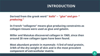 3
INTRODUCTION
Derived from the greek word “ kolla” – “glue” and gen- “
producing.”
In French “collagene” means glue producing constraints as
collagen tissues were used as glue and gelatin.
Miller and Matukas discovered collagen in 1969, since then
around 28 new collagen types have been found.
Most abundant protein in mammals -1/3rd of total protein,
3/4th of the dry weight of skin and is the most prevalent
component of extracellular matrix.
 