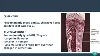 30
CEMENTUM :
Predominantly type I and III. Sharpeys fibres
are devoid of type V & VI.
ALVEOLAR BONE :
Predominantly type I&III. They are
•Larger in diameter
•Smaller in number
•Less matured and rapid turn over than
collagen in cementum.
 