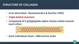 4
STRUCTURE OF COLLAGEN

First described - Ramachandra & Kartha (1955)

Triple helical structure

Composed of 3 polypeptide alpha chains coiled around
each other.

Each individual chain -1000 amino acids
 