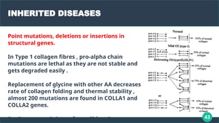 43
INHERITED DISEASES
Point mutations, deletions or insertions in
structural genes.
In Type 1 collagen fibres , pro-alpha chain
mutations are lethal as they are not stable and
gets degraded easily .
Replacement of glycine with other AA decreases
rate of collagen folding and thermal stability ,
almost 200 mutations are found in COLLA1 and
COLLA2 genes.
Eg: Osteogenesis imperfecta. Ehlers Danos
 