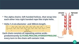 5

The alpha chains -left handed helices, that wrap into
each other into right handed rope like triple helix.

Helix-1.4 nm-diameter and 300nm-length.
Each chain consists of repeating amino acids -
predominantly GLYCINE,PROLINE,HYDROXYPROLINE ,
every turn in the chain will contain 3 AA.
 