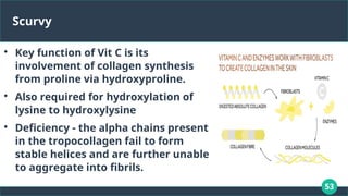 53
Scurvy

Key function of Vit C is its
involvement of collagen synthesis
from proline via hydroxyproline.

Also required for hydroxylation of
lysine to hydroxylysine

Deficiency - the alpha chains present
in the tropocollagen fail to form
stable helices and are further unable
to aggregate into fibrils.
 