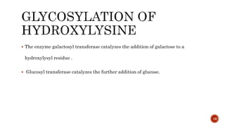  The enzyme galactosyl transferase catalyzes the addition of galactose to a
hydroxylysyl residue .
 Glucosyl transferase catalyzes the further addition of glucose.
16
 