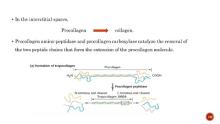  In the interstitial spaces,
Procollagen collagen.
 Procollagen amino-peptidase and procollagen carboxylase catalyze the removal of
the two peptide chains that form the extension of the procollagen molecule.
18
 