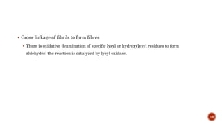  Cross-linkage of fibrils to form fibres
 There is oxidative deamination of specific lysyl or hydroxylysyl residues to form
aldehydes; the reaction is catalyzed by lysyl oxidase.
19
 