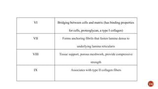 24
VI Bridging between cells and matrix (has binding properties
for cells, proteoglycan, a type I collagen)
VII Forms anchoring fibrils that fasten lamina densa to
underlying lamina reticularis
VIII Tissue support, porous meshwork, provide compressive
strength
IX Associates with type II collagen fibers
 
