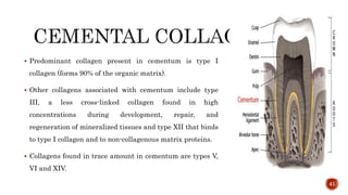  Predominant collagen present in cementum is type I
collagen (forms 90% of the organic matrix).
 Other collagens associated with cementum include type
III, a less cross-linked collagen found in high
concentrations during development, repair, and
regeneration of mineralized tissues and type XII that binds
to type I collagen and to non-collagenous matrix proteins.
 Collagens found in trace amount in cementum are types V,
VI and XIV.
41
 