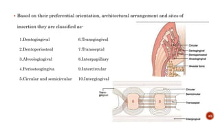43
 Based on their preferential orientation, architectural arrangement and sites of
insertion they are classified as-
1.Dentogingival
2.Dentoperiosteal
3.Alveologingival
4.Periosteogingiva
5.Circular and semicircular
6.Transgingival
7.Transseptal
8.Interpapillary
9.Intercircular
10.Intergingival
 