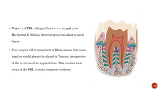  Majority of PDL collagen fibers are arranged in to
Horizontal & Oblique directed groups to adapt to axial
forces.
 The complex 3D arrangement of fibers means that some
bundles would always be placed in Tension, irrespective
of the direction of an applied force. This enables local
areas of the PDL to resist compressive forces
46
 