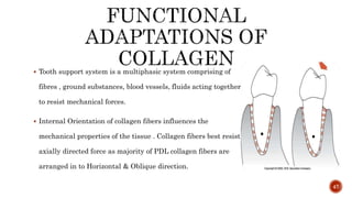  Tooth support system is a multiphasic system comprising of
fibres , ground substances, blood vessels, fluids acting together
to resist mechanical forces.
 Internal Orientation of collagen fibers influences the
mechanical properties of the tissue . Collagen fibers best resist
axially directed force as majority of PDL collagen fibers are
arranged in to Horizontal & Oblique direction.
47
 