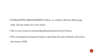  OVERLAPPING ARRANGEMENT of fibers as visible in Electron Microscope
looks like the spokes of a cycle wheel.
 This is very crucial in withstanding Rotational & Intrusive Forces.
 This overlapping arrangement helps in spreading the load uniformly and reduce
the strain on PDL.
48
 