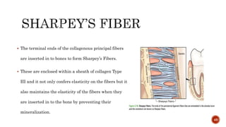  The terminal ends of the collagenous principal fibers
are inserted in to bones to form Sharpey’s Fibers.
 These are enclosed within a sheath of collagen Type
III and it not only confers elasticity on the fibers but it
also maintains the elasticity of the fibers when they
are inserted in to the bone by preventing their
mineralization.
49
 
