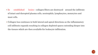  In established lesion – collagen fibers are destroyed around the infiltrate
of intact and disrupted plasma cells, neutrophils, lymphocytes, monocytes and
mast cells.
 Collagen loss continues in both lateral and apical directions as the inflammatory
cell infiltrate expands resulting in collagen depleted spaces extending deeper into
the tissues which are then available for leukocyte infiltration.
53
 