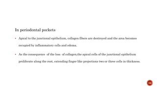 In periodontal pockets
 Apical to the junctional epithelium, collagen fibers are destroyed and the area becomes
occupied by inflammatory cells and edema.
 As the consequence of the loss of collagen,the apical cells of the junctional epithelium
proliferate along the root, extending finger like projections two or three cells in thickness.
54
 
