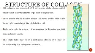  All collagens are composed of 3 polypeptide alpha chains coiled
around each other to form the tripe helix configuration.
 The α chains are left handed helices that wrap around each other
into a right handed rope like triple helical rod.
 Each such helix is around 1.4 nanometers in diameter and 300
nanometers in length
 The triple helix may be of a continuous stretch or it may be
interrupted by non collagenous elements.
7
 