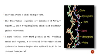  There are around 3 amino acids per turn.
 The triple-helical sequences are comprised of Gly-X-Y
repeats, X and Y being frequently proline and 4-hydroxy-
proline, respectively.
 Glycine occupies every third position in the repeating
amino acid sequence, it is essential for the triple helical
conformation because larger amino acids will not fit in the
center of the triple helix. 8
 