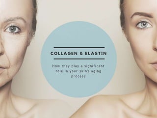 Collagen & Elastin