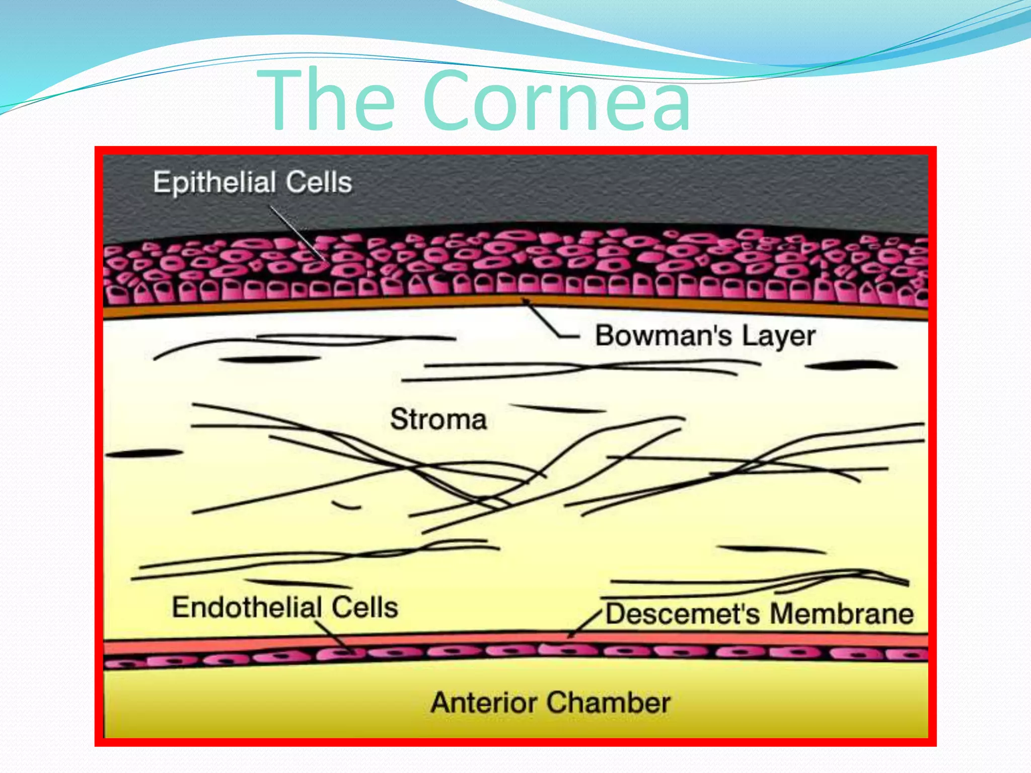 Collagen cross linking ppt.pptx