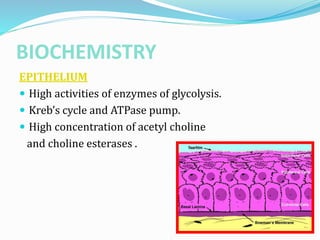 Collagen cross linking ppt.pptx
