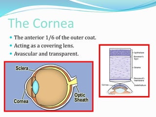 The Cornea
 The anterior 1/6 of the outer coat.
 Acting as a covering lens.
 Avascular and transparent.
 