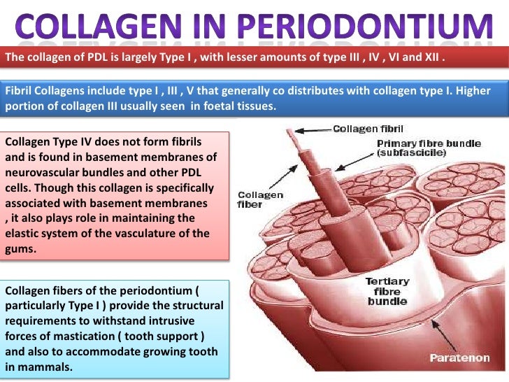 Primary Structure Of Collagen