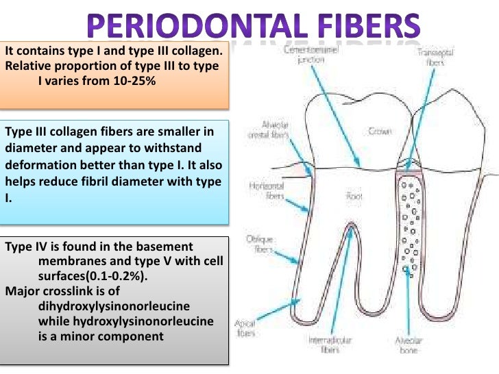 COLLAGEN Structure , Distribution , Synthesis & Regulation