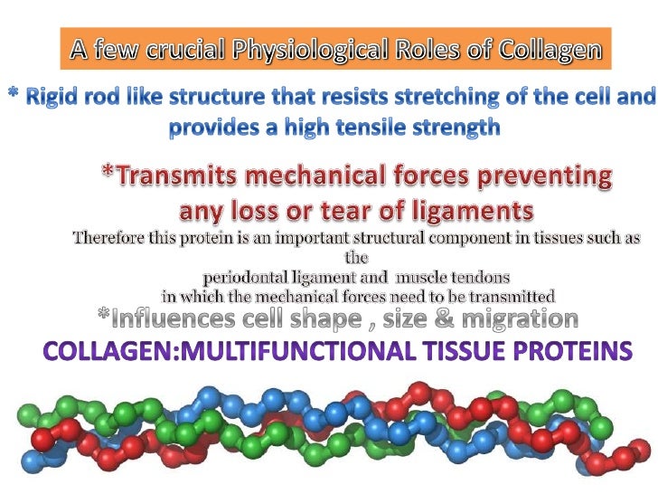 Collagen Types And Functions