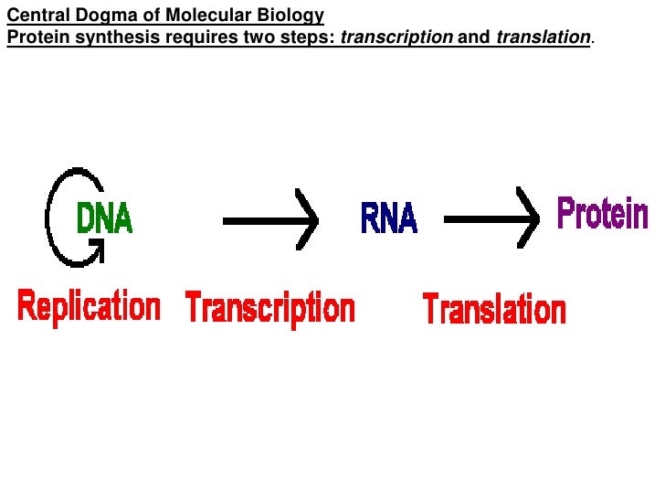 collagen structure distribution synthesis regulation codon chart definition