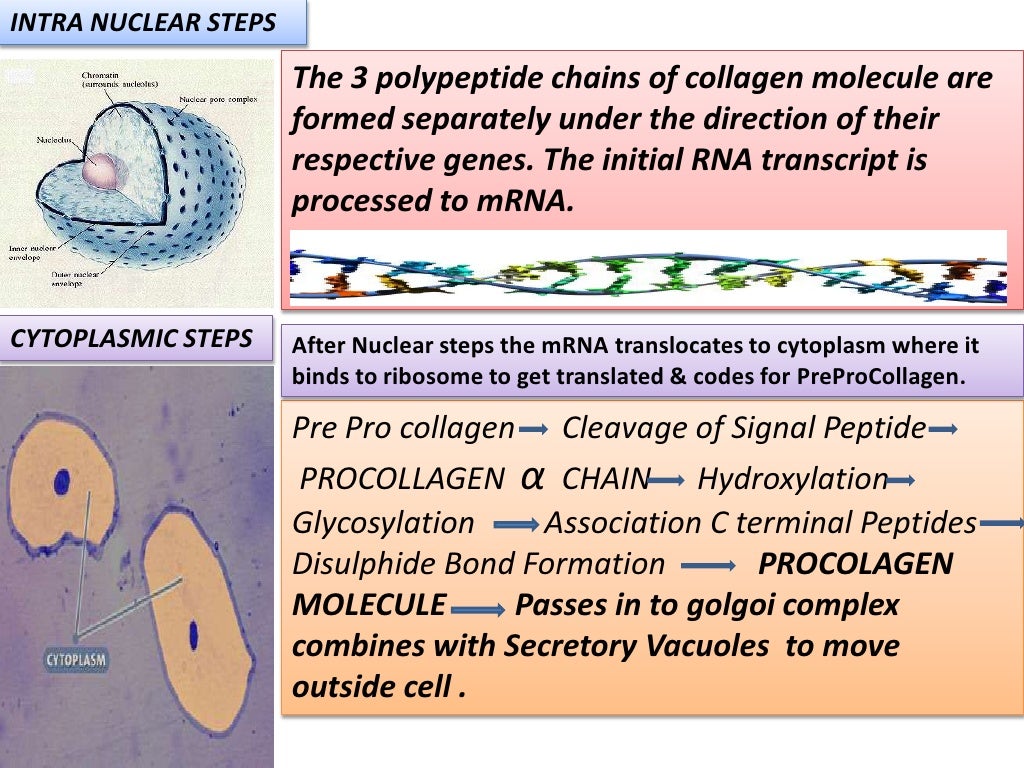COLLAGEN Structure , Distribution , Synthesis & Regulation