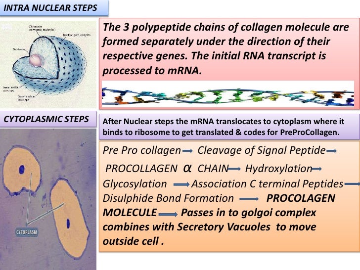 COLLAGEN Structure , Distribution , Synthesis & Regulation