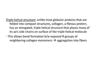 Triple helical structure: unlike most globular proteins that are
folded into compact structures, collagen, a fibrous protein,
has an elongated, triple helical structure that places many of
its aa’s side chains on surface of the triple helical molecule
- This allows bond formation b/w exposed R-groups of
neighboring collagen monomers  aggregation into fibers
 