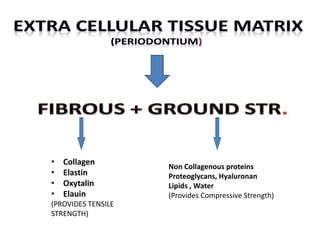 • Collagen
• Elastin
• Oxytalin
• Elauin
(PROVIDES TENSILE
STRENGTH)
Non Collagenous proteins
Proteoglycans, Hyaluronan
Lipids , Water
(Provides Compressive Strength)
 