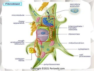Colloblasts Example Collagen & its disorders | PPTX