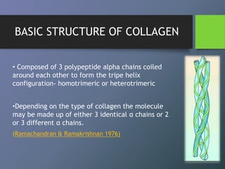 BASIC STRUCTURE OF COLLAGEN
• Composed of 3 polypeptide alpha chains coiled
around each other to form the tripe helix
configuration- homotrimeric or heterotrimeric
•Depending on the type of collagen the molecule
may be made up of either 3 identical α chains or 2
or 3 different α chains.
(Ramachandran & Ramakrishnan 1976)
 