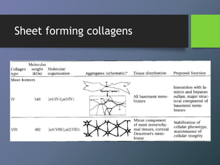Collagen | PPTX