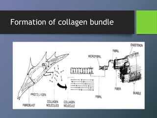 Formation of collagen bundle
 
