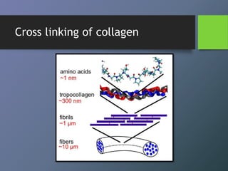 Cross linking of collagen
 