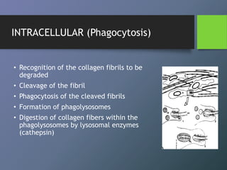 • Recognition of the collagen fibrils to be
degraded
• Cleavage of the fibril
• Phagocytosis of the cleaved fibrils
• Formation of phagolysosomes
• Digestion of collagen fibers within the
phagolysosomes by lysosomal enzymes
(cathepsin)
INTRACELLULAR (Phagocytosis)
 