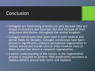 Conclusion
• Collagens are fascinating proteins not only because they are
unique in structure and function, but also because of their
ubiquitous distribution throughout the animal kingdom.
• Collagen membranes have been used in both medical and
dental fields for decades. Collagen membranes have been
proven to significantly enhance periodontal regeneration in
various animal and human clinical trials however none of
these studies has shown a complete regeneration.
• A better understanding of the factors in the regeneration
process is required to achieve 100% predictable outcomes in
osseous defects around both teeth and implants.
 