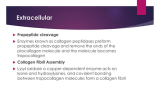 Collagen ppt.pdf