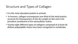 Comprehensive Overview of Collagen: Structure, Function, and Related ...