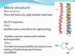Micro structure
Basic structure
Three left helices for right handed triple helix
Gly-X-Y sequence,
Why?
Smallest amino acid allows for tight packing
Another common amino acids include
hydroxyproline,
Why?
Provides structural stability because of cross
linking of hydroxyl groups between
microfibrils
 