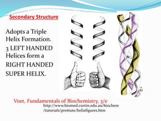 Secondary Structure
Adopts a Triple
Helix Formation.
3 LEFT HANDED
Helices form a
RIGHT HANDED
SUPER HELIX.
http://www.biomed.curtin.edu.au/biochem
/tutorials/prottute/helixfigures.htm
Voet, Fundamentals of Biochemistry, 3/e
 