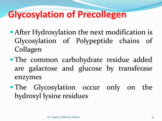 Glycosylation of Precollegen
 After Hydroxylation the next modification is
Glycosylation of Polypeptide chains of
Collagen
 The common carbohydrate residue added
are galactose and glucose by transferase
enzymes
 The Glycosylation occur only on the
hydroxyl lysine residues
Dr. Inayat u Rahman Abbasi 19
 