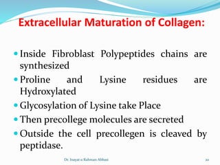 Extracellular Maturation of Collagen:
 Inside Fibroblast Polypeptides chains are
synthesized
 Proline and Lysine residues are
Hydroxylated
 Glycosylation of Lysine take Place
 Then precollege molecules are secreted
 Outside the cell precollegen is cleaved by
peptidase.
Dr. Inayat u Rahman Abbasi 20
 