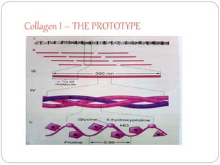 Collagen presentation1 | PPTX
